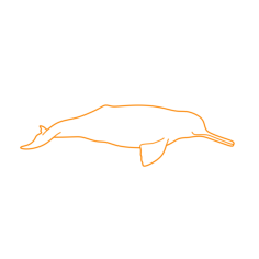 Animals Toothed Whales Indus River Dolphin Editable Svg Line Art, Free Vectors File